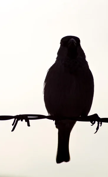 Pájaro negro sobre un alambre con fondo blanco — Foto de Stock