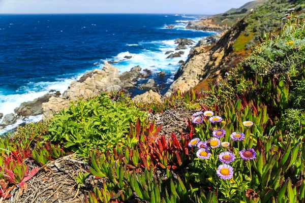 Costa oceanica con vegetazione verde e rossa — Foto Stock