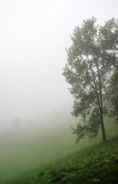 Single tree standing in a misty meadow — Stock Photo, Image