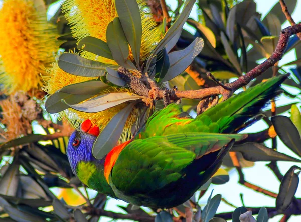 Colorful wild loreekat is feeding from a flower. — Stock Photo, Image