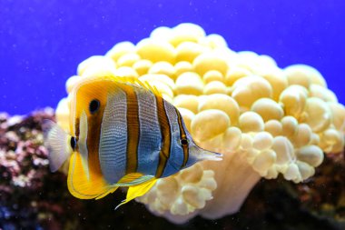 Sarı ve beyaz çizgili balık deniz lahana arka plan ile