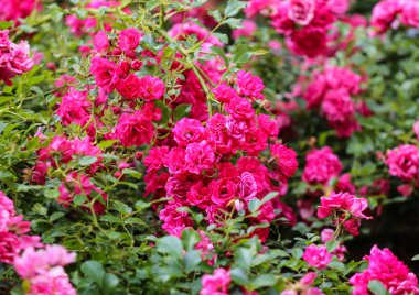 Gül dalında pembe gül bahçesi