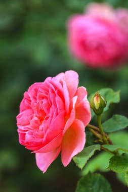 Bir bahçede turuncu pembe gül