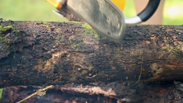 Cutting Wood Chainsaw Close — стоковое видео
