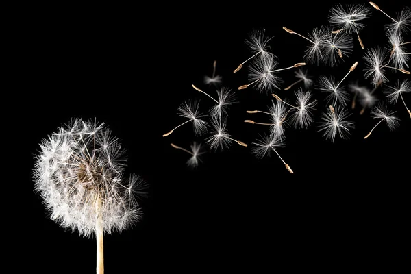 Dandelion — Stock Photo, Image