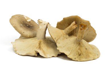 Beyaz arka planda izole orman mantarları