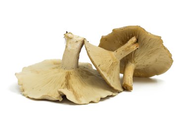 Beyaz arka planda izole orman mantarları