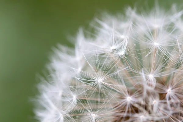 Löwenzahnsamen aus nächster Nähe — Stockfoto