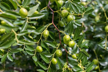 zeytin ağacı dalı