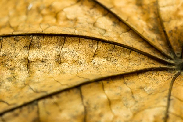 Autumn leaf texture — Stock Photo, Image