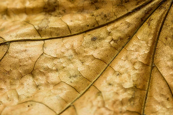 Autumn leaf texture — Stock Photo, Image