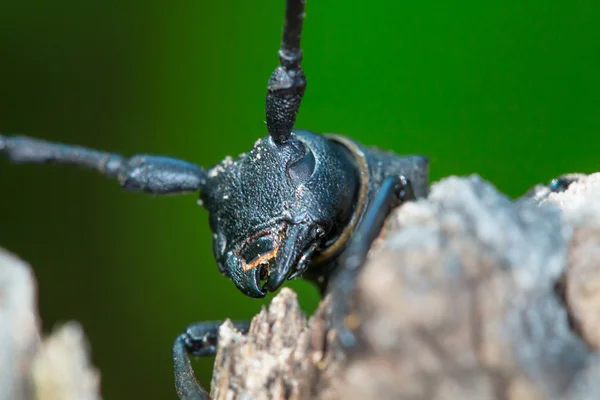 Forest kever - Morimus funereus — Stockfoto