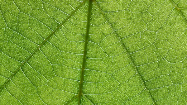 Green Leaf Texture — Stock Photo, Image