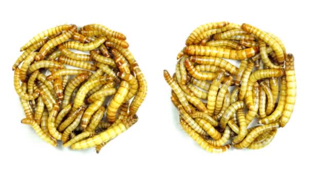 Mealworms — Stockvideo