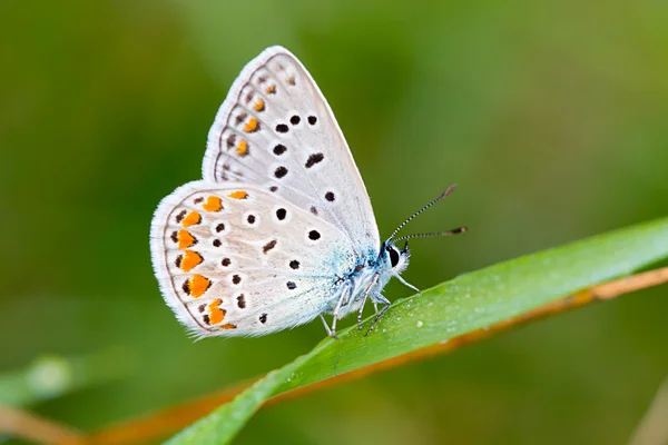 Schmetterling — Stockfoto