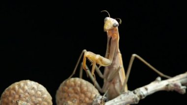 Peygamber devesi başını hareket