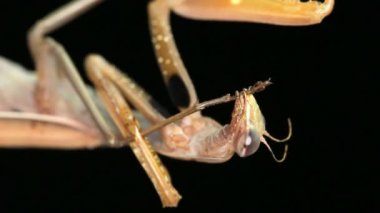 Peygamber devesi kendini Temizleme