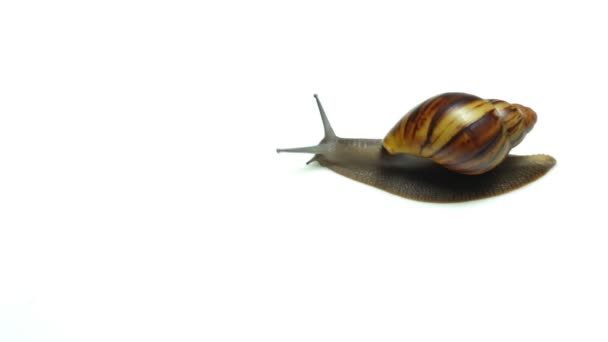 escargot sur fond blanc