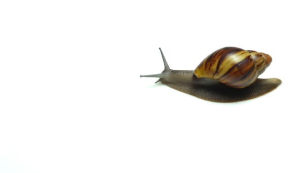 Snail on White Background — Stock Video