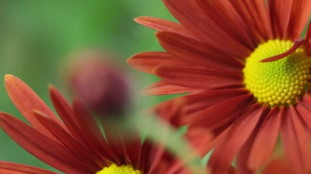 Flower Bud. Rack Focus — Stock Video