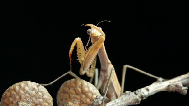 Praying Mantis rengöring själv — Stockvideo