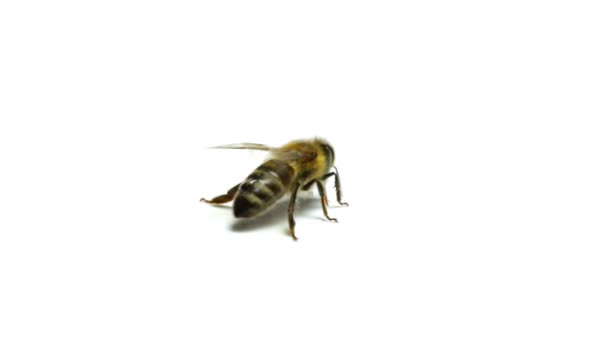Bee Isolated On White — Stock Video