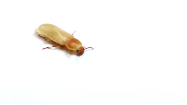Escarabajo aislado en blanco — Vídeos de Stock