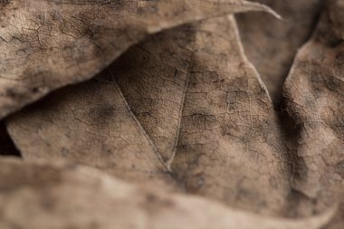 arka plan sonbahar yaprakları