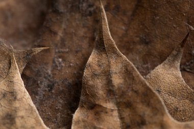 arka plan sonbahar yaprakları