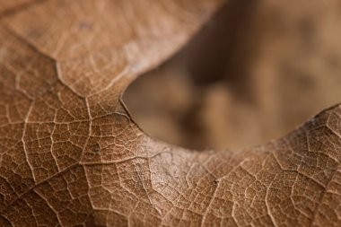 sonbahar yaprak arka plan