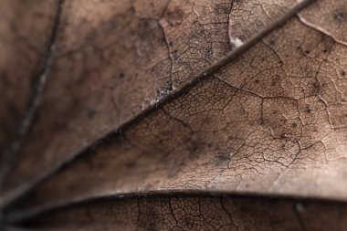 sonbahar yaprak dokusu