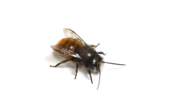 Red Mason Bee — Stock Video