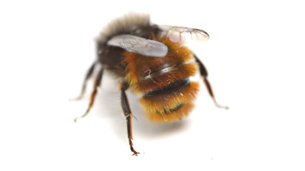 Red Mason Bee. Voltar e vista superior . — Vídeo de Stock