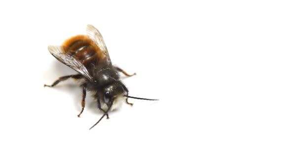 Red Mason Bee Cleaning Itself — Stock Video