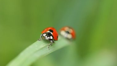 İki Ladybugs bir bıçak çimen