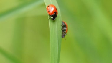 Ladybugs bir bıçak çimen