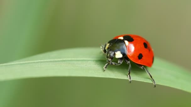 Ladybug close up — Stock Video
