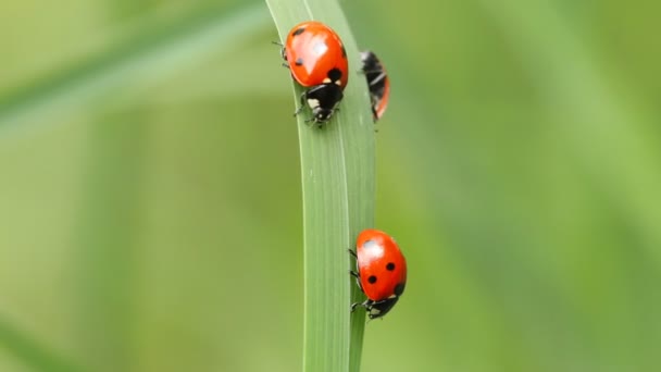 Marienkäfer auf einem Grashalm — Stockvideo