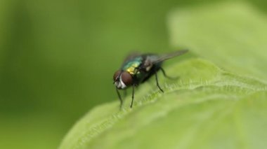 yeşil şişe sineği