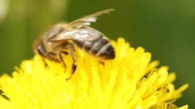 Karahindiba üzerinde arı