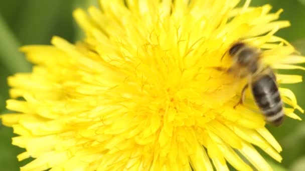 Abeja en un diente de león — Vídeos de Stock