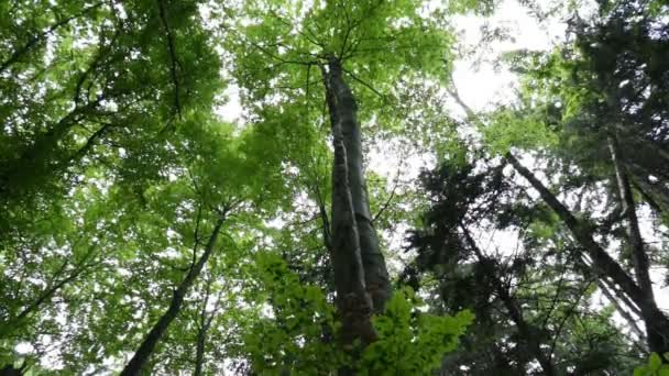 Rastreamento disparado de baixo na floresta — Vídeo de Stock