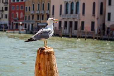 Venedik 'teki Büyük Kanal' ın arka planında büyük bir martı oturuyor..