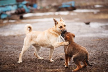 Anne köpek ve yavru köpek..