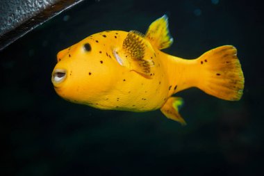 Çılgın bir balık akvaryumda yüzer. Güzel küçük sarı balık.