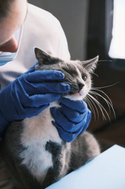 Kadın veteriner, eldivenli bir kediyi muayene ediyor. Dişler kontrol ediliyor 