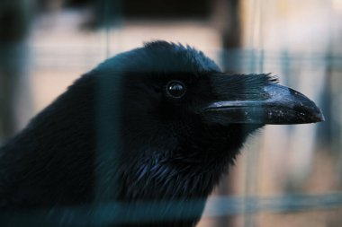 Kafesteki siyah kuzgunların gözüne kısmen odaklan.. 