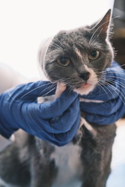 Kadın veteriner, eldivenli bir kediyi muayene ediyor. Kedi için bandaj uygulanıyor