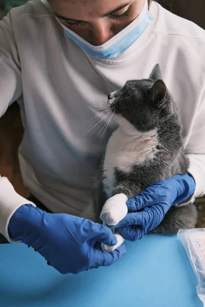 Female Veterinarian examining a cat in gloves. Applying bandage for paw