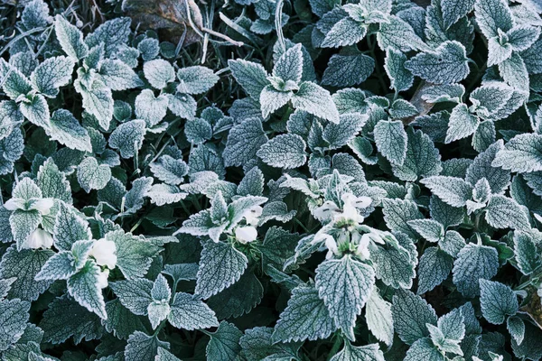 Teilfokus Foto von Nesselminzblättern, die mit Frost bedeckt sind. Teilweiser Fokus — Stockfoto